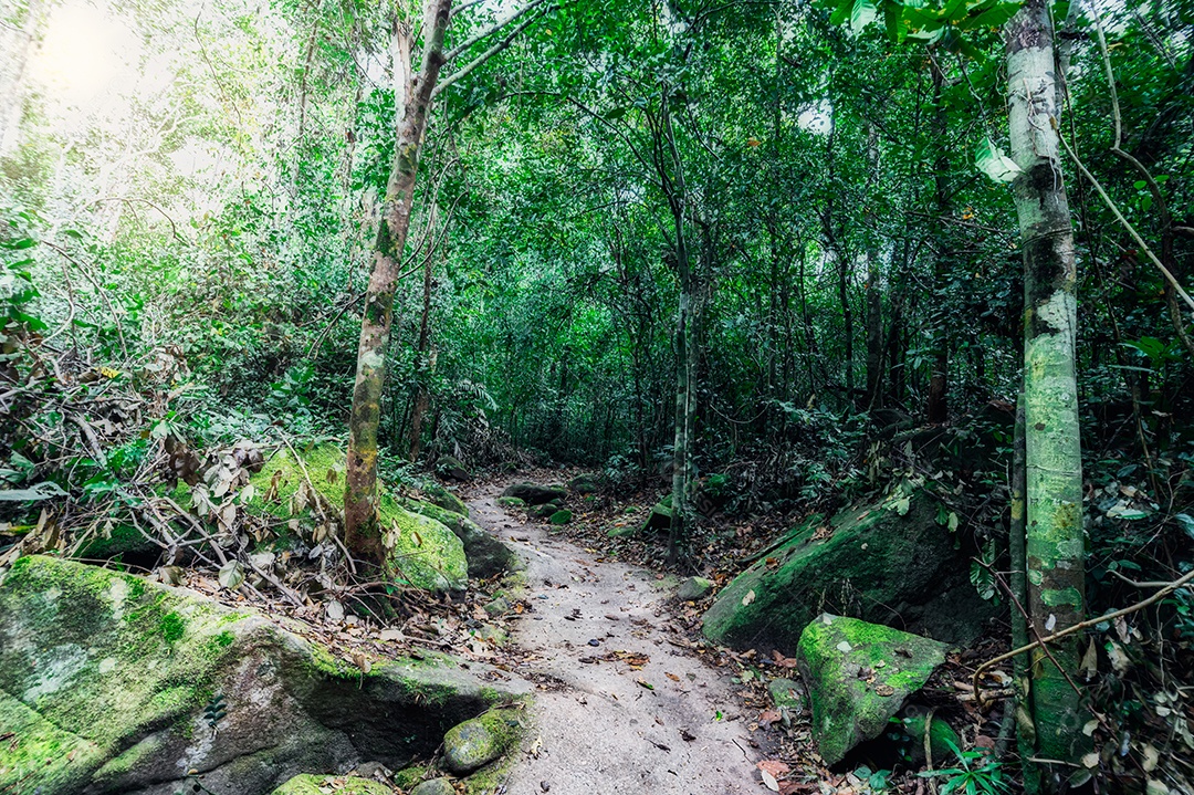 Conceito de viagem na floresta, árvores amam a natureza