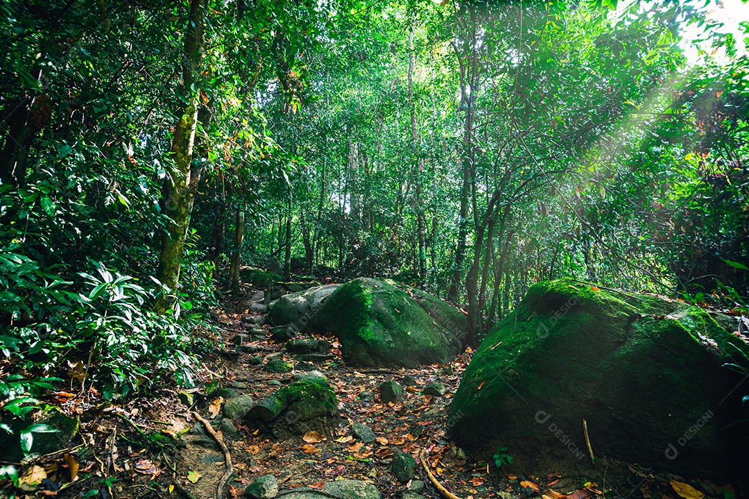 Conceito de viagem na floresta, árvores amam a natureza