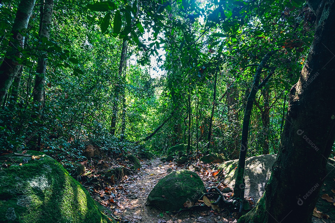 Conceito de viagem na floresta, árvores amam a natureza