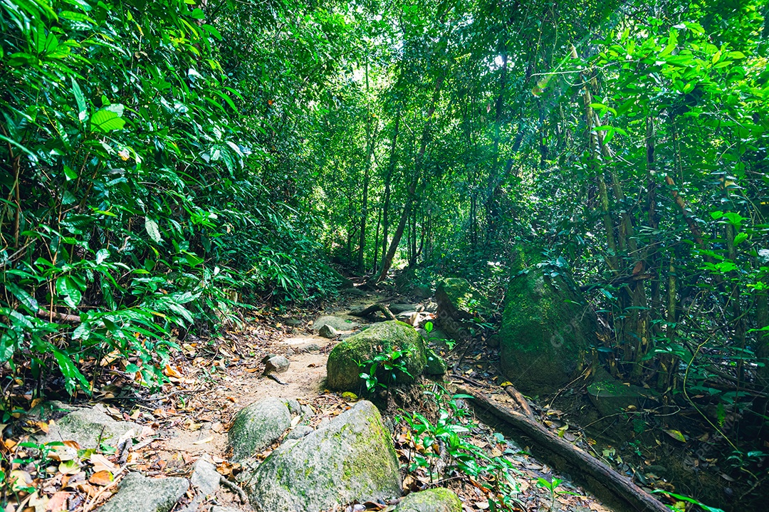 Conceito de viagem na floresta, árvores amam a natureza