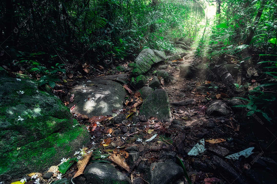 Conceito de viagem na floresta, árvores amam a natureza