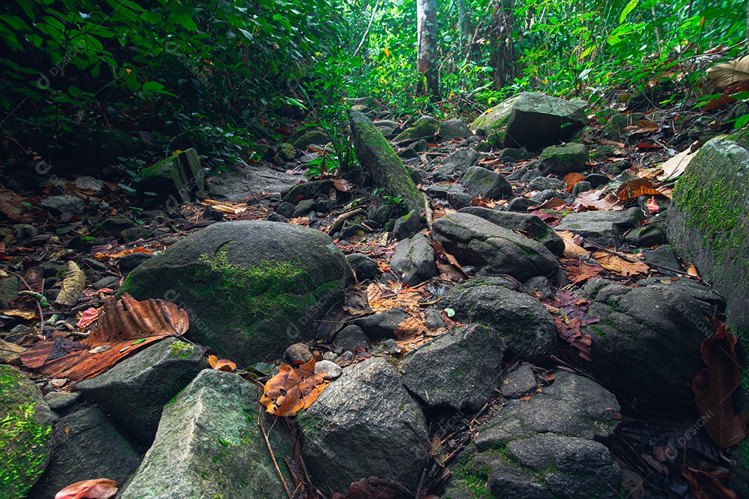 Conceito de viagem na floresta, árvores amam a natureza