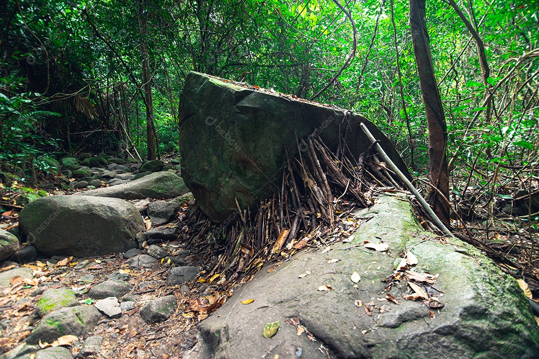 Conceito de viagem na floresta, árvores amam a natureza