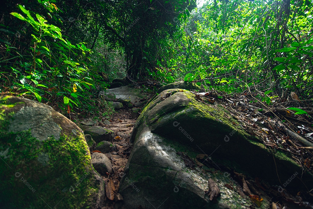 Conceito de viagem na floresta, árvores amam a natureza