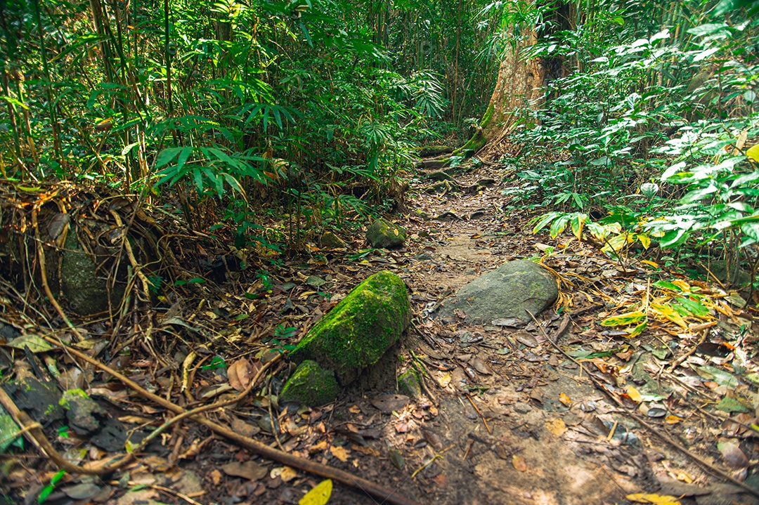 Conceito de viagem na floresta, árvores amam a natureza