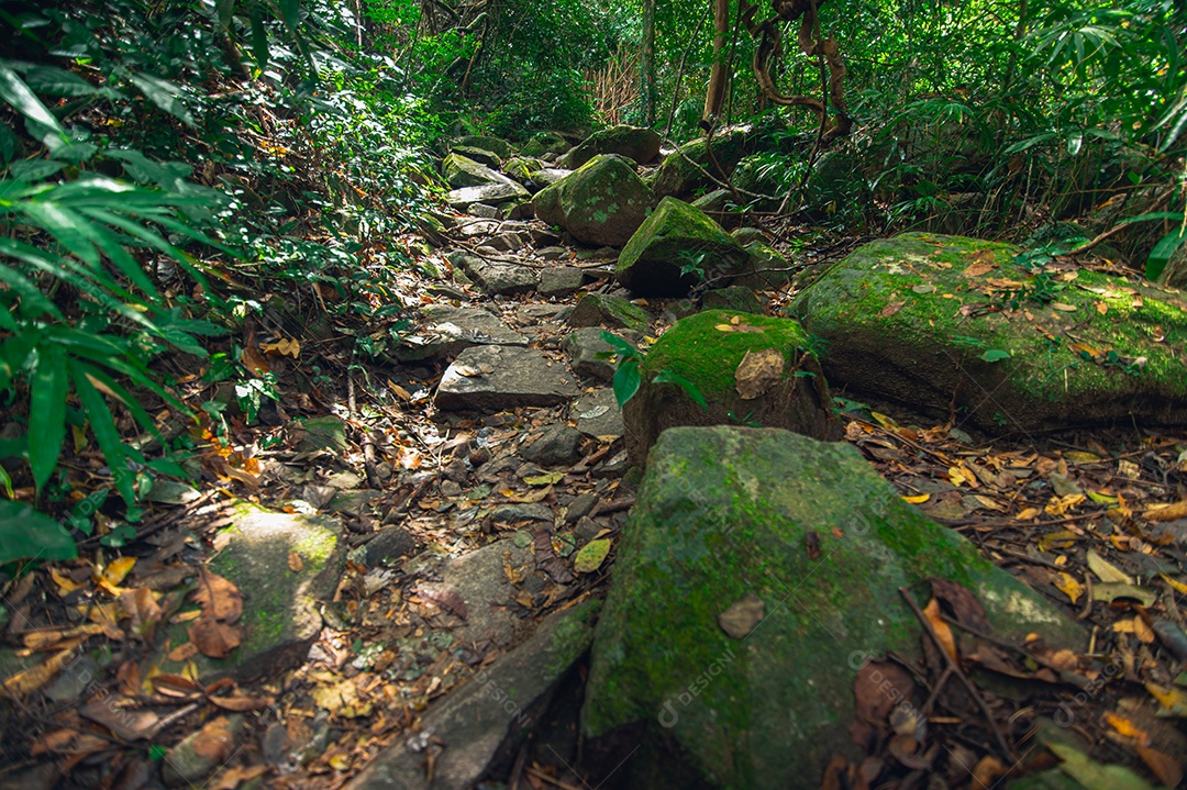 Conceito de viagem na floresta, árvores amam a natureza