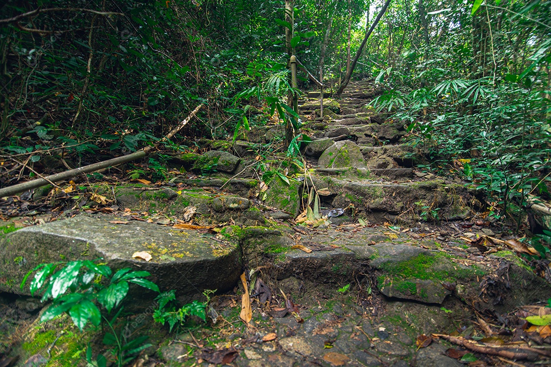 Conceito de viagem na floresta, árvores amam a natureza