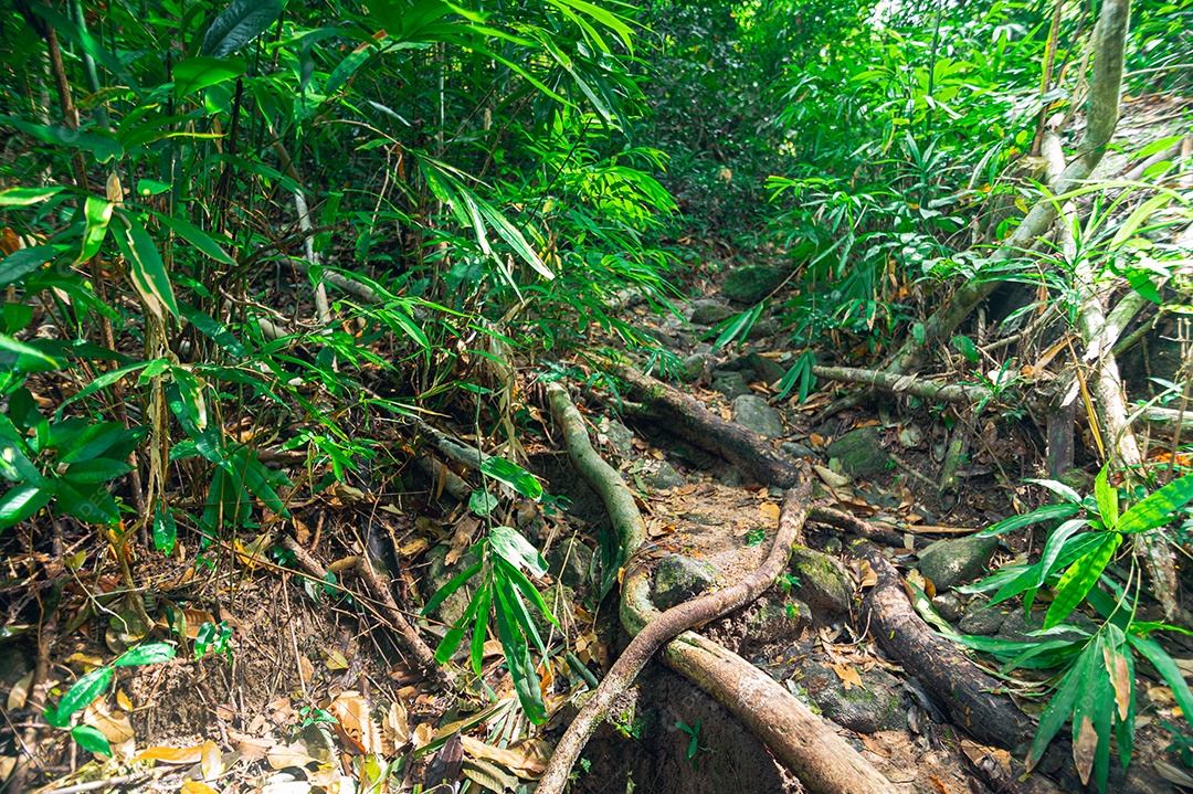 Conceito de viagem na floresta, árvores amam a natureza