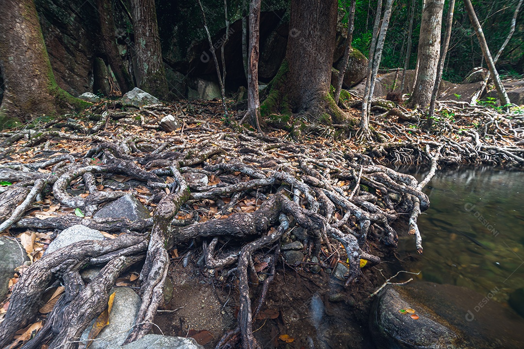 Conceito de viagem do Parque Nacional Khao Chamao Waterfall ama a natureza