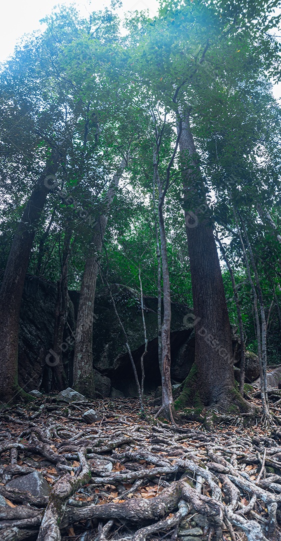 Conceito de viagem na floresta, árvores amam a natureza