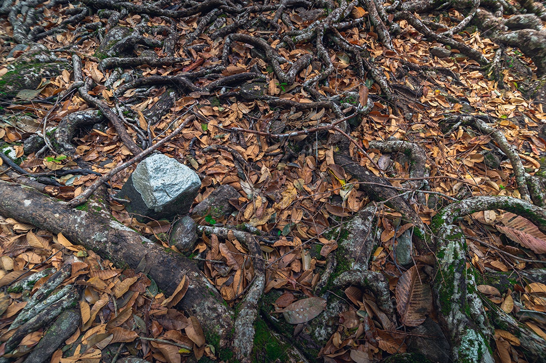 Conceito de viagem na floresta, árvores amam a natureza