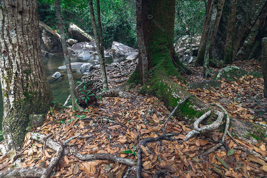 Conceito de viagem na floresta, árvores amam a natureza