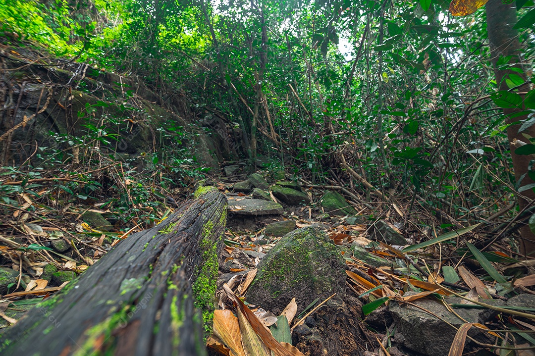 Conceito de viagem na floresta, árvores amam a natureza