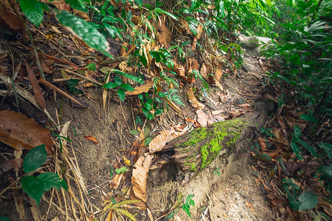 Conceito de viagem na floresta, árvores amam a natureza
