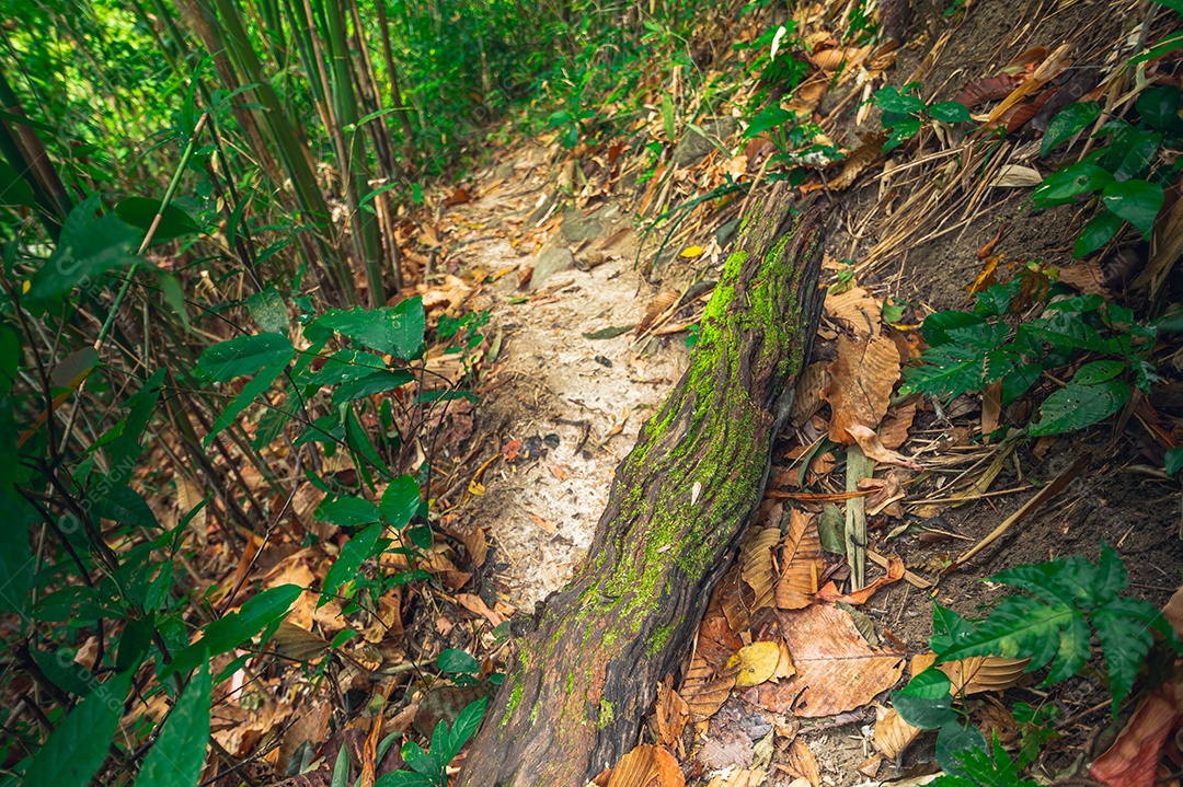 Conceito de viagem na floresta, árvores amam a natureza