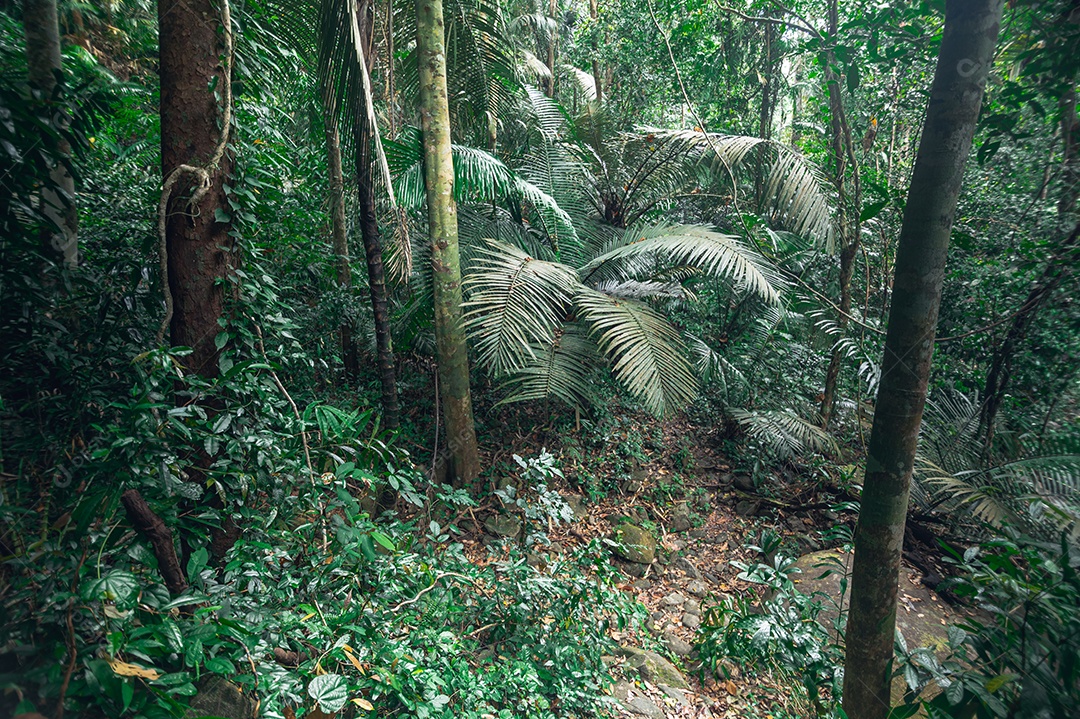 Conceito de viagem na floresta, árvores amam a natureza