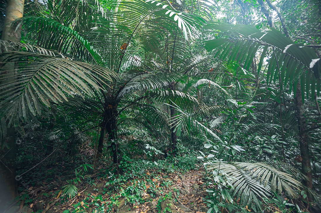 Conceito de viagem na floresta, árvores amam a natureza