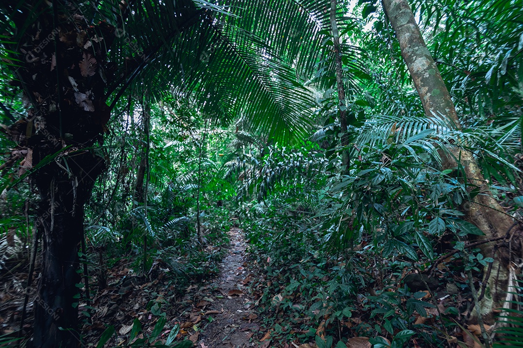 Conceito de viagem na floresta, árvores amam a natureza