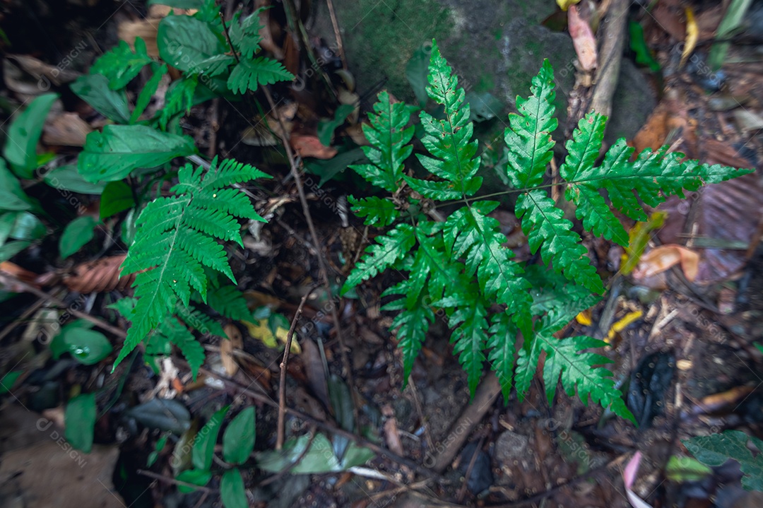 Conceito de viagem na floresta, árvores amam a natureza