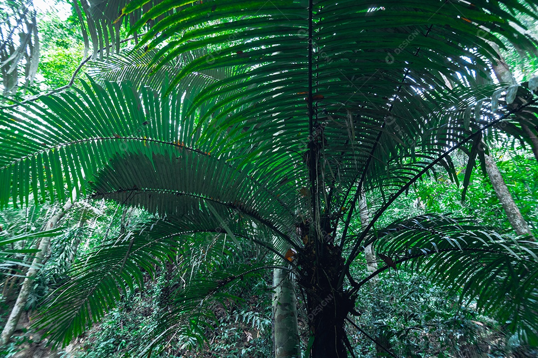 Conceito de viagem na floresta, árvores amam a natureza