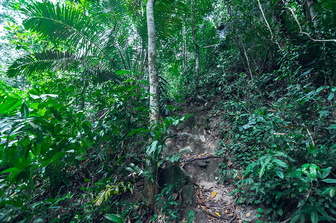 Conceito de viagem na floresta, árvores amam a natureza