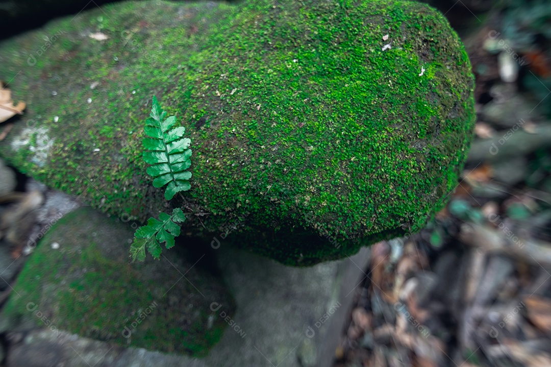 Conceito de viagem na floresta, árvores amam a natureza