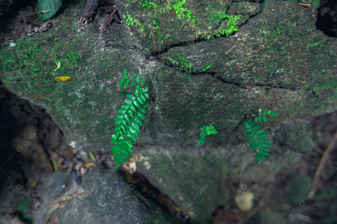 Conceito de viagem na floresta, árvores amam a natureza