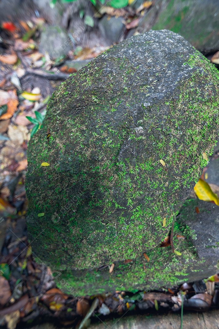 Conceito de viagem na floresta, árvores amam a natureza