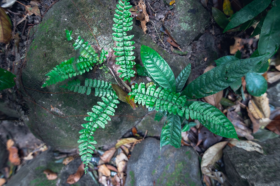 Conceito de viagem na floresta, árvores amam a natureza