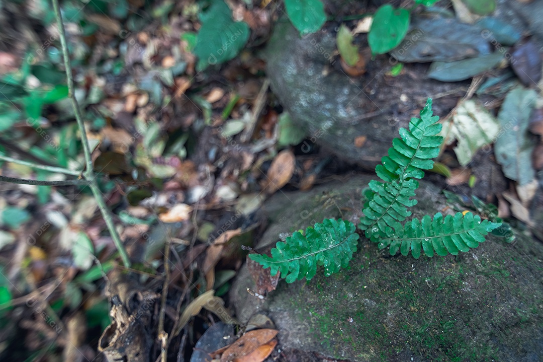 Conceito de viagem na floresta, árvores amam a natureza