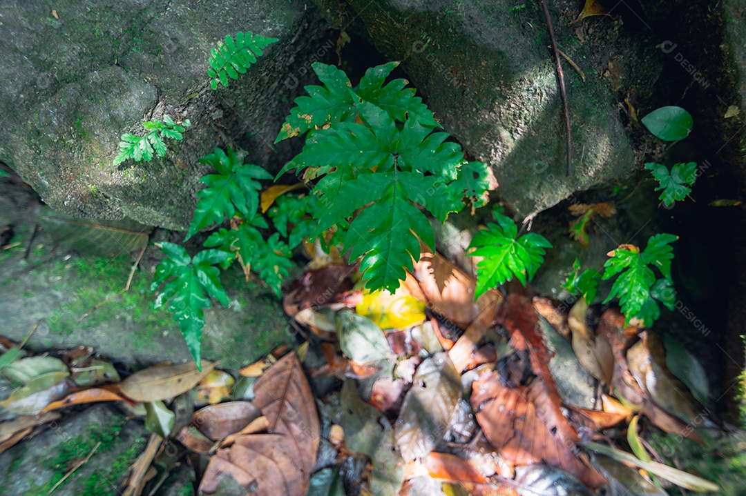 Conceito de viagem na floresta, árvores amam a natureza