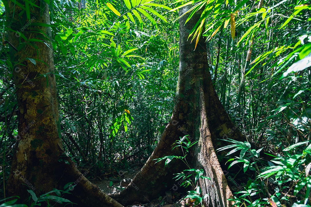 Conceito de viagem na floresta, árvores amam a natureza