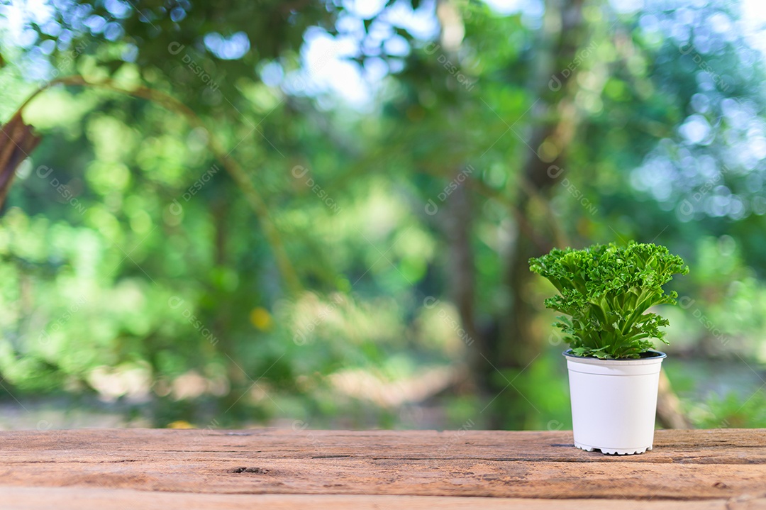 Vaso de planta na mesa