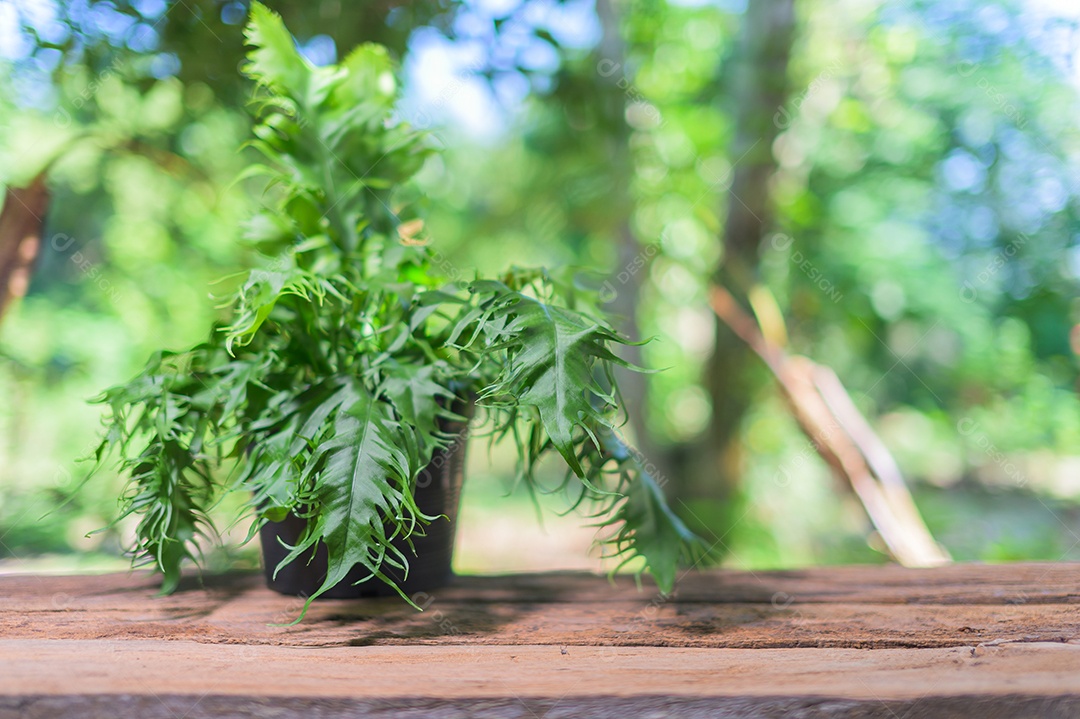 Vaso de planta na mesa
