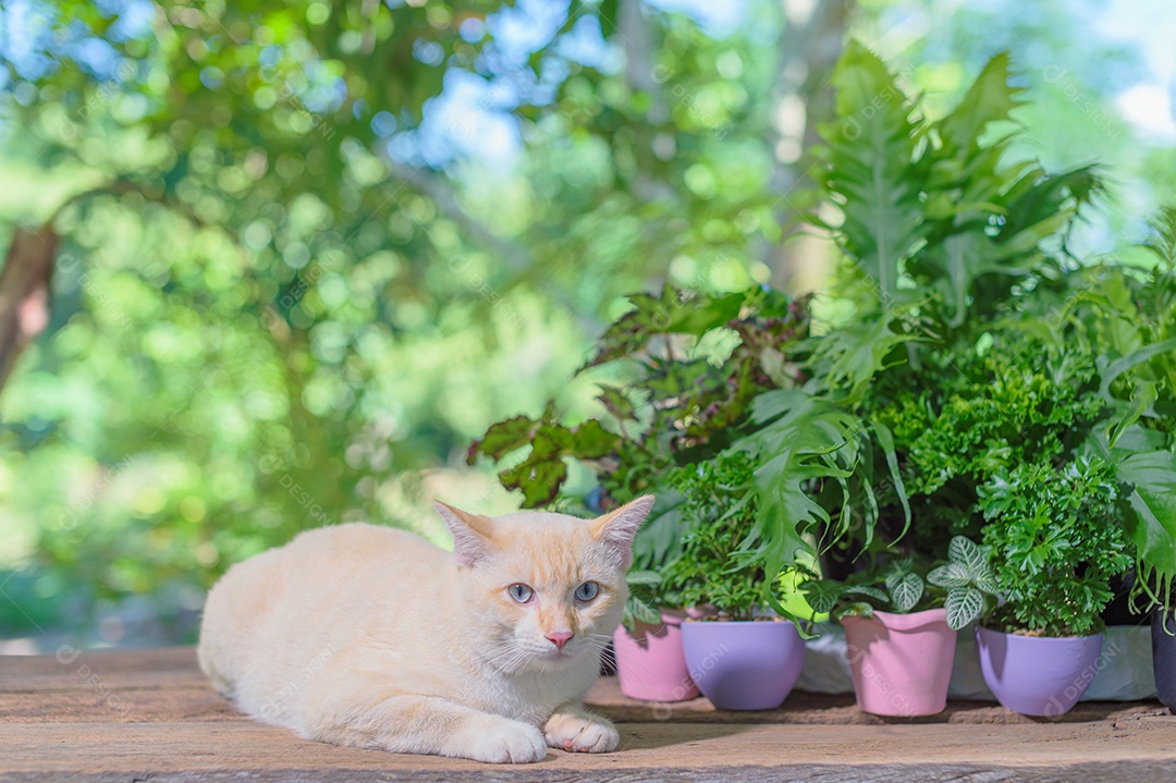 Gato deitado na mesa