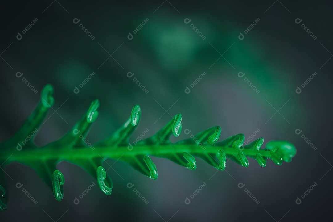 Conceito de amor ambiental ama o fundo da folha verde da natureza