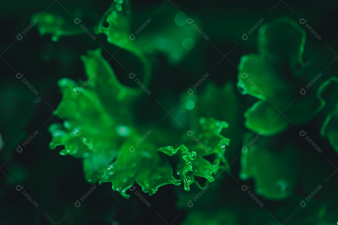 O conceito de amor ambiental ama o fundo da folha verde da natureza