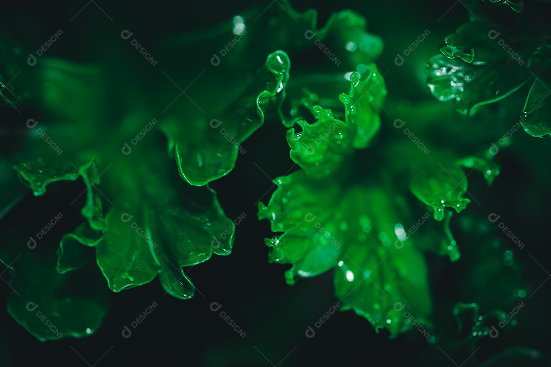 O conceito de amor ambiental ama o fundo da folha verde da natureza