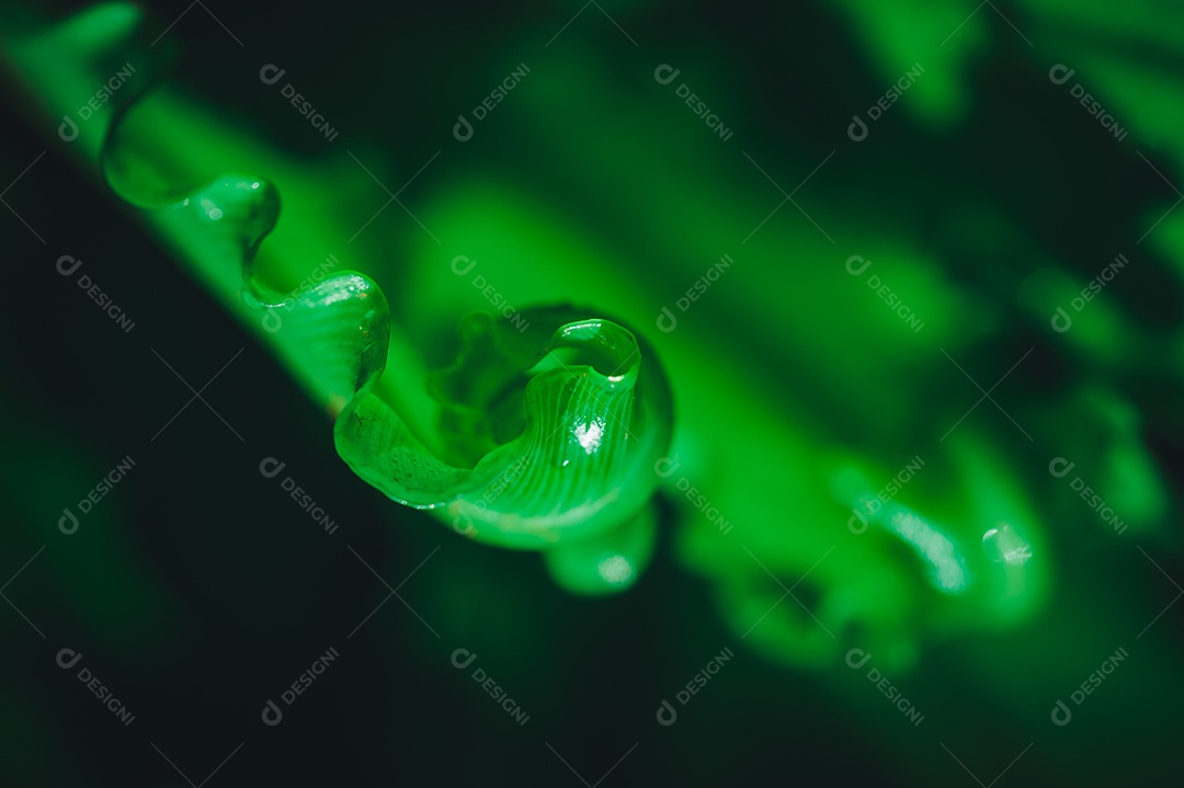 O conceito de amor ambiental ama o fundo da folha verde da natureza