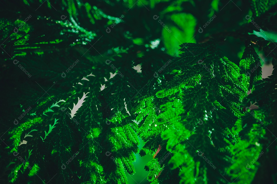 O conceito de amor ambiental ama o fundo da folha verde da natureza