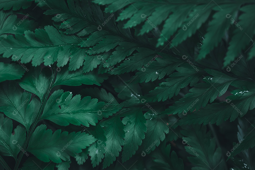 Fundo de folha verde mostrando o amor pela natureza e pelo meio ambiente