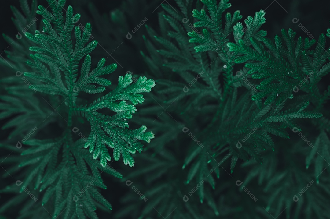 Fundo de folha verde mostrando o amor pela natureza e pelo meio ambiente