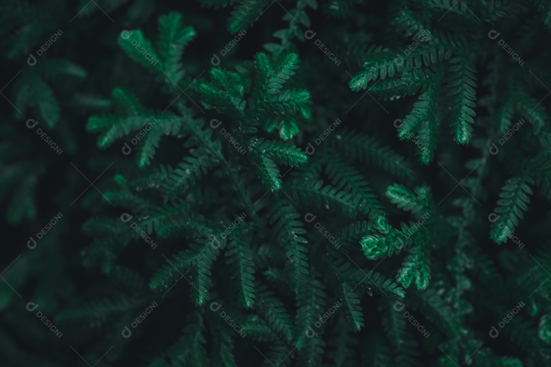 Fundo de folha verde mostrando o amor pela natureza e pelo meio ambiente