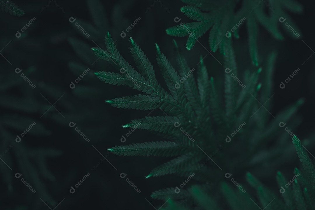 Fundo de folha verde mostrando o amor pela natureza e pelo meio ambiente