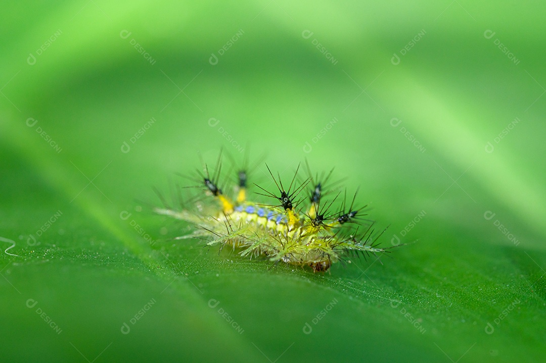 Lesma verme macro verde na natureza