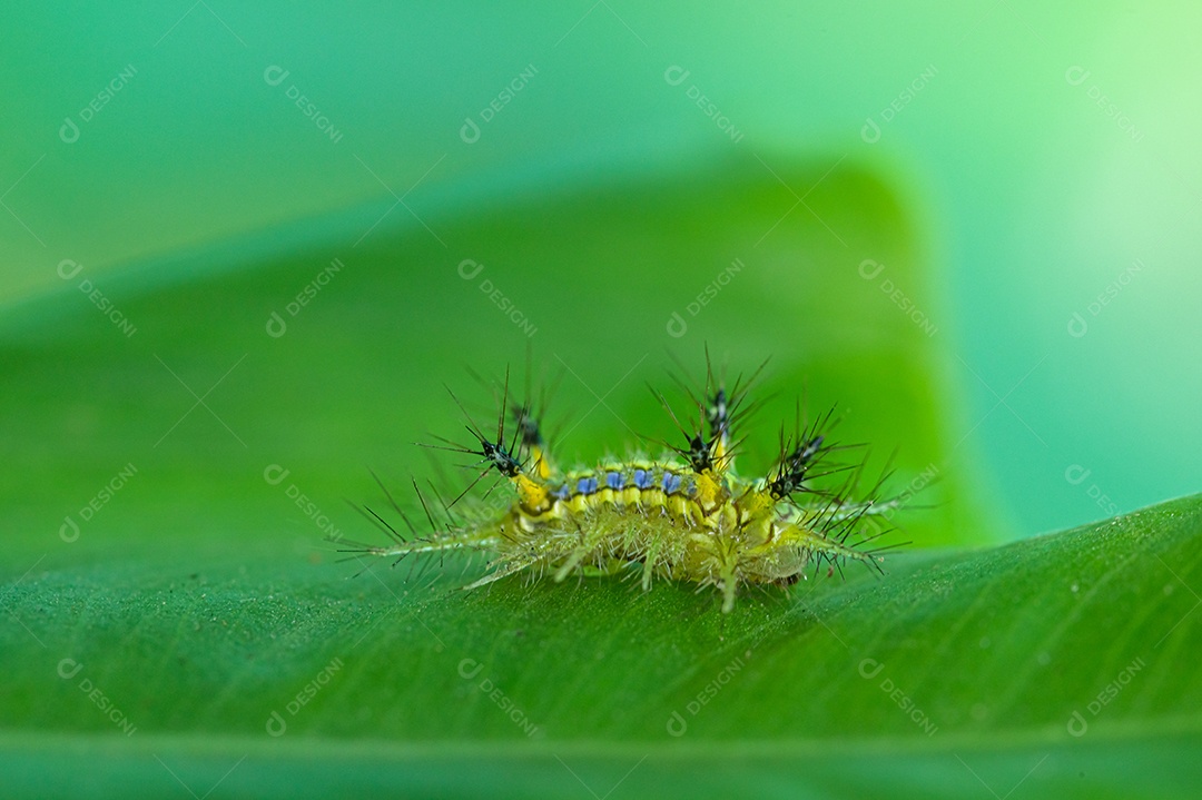 Lesma verme macro verde na natureza