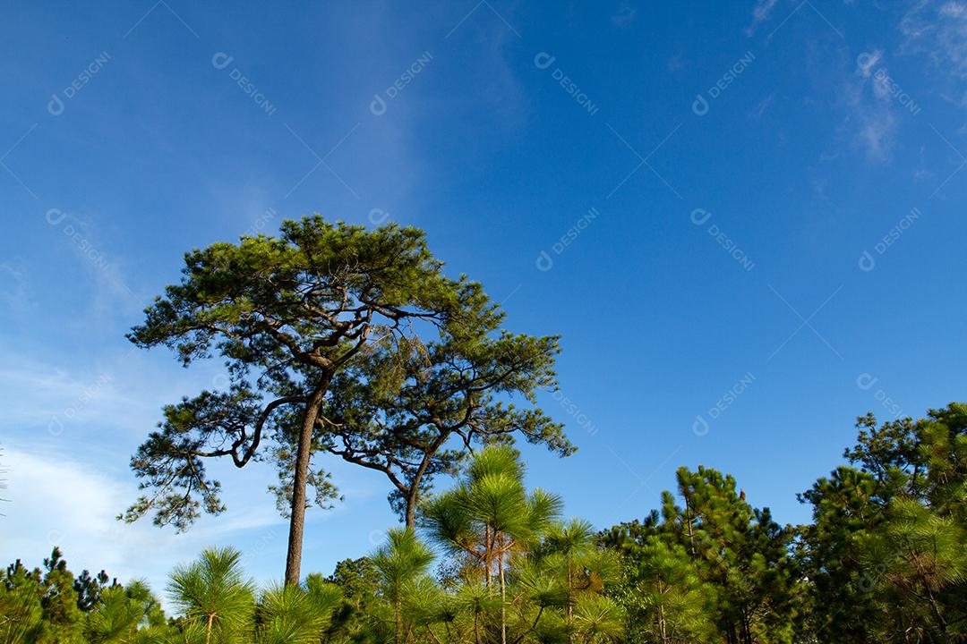 floresta em dia ensolarado e céu azul