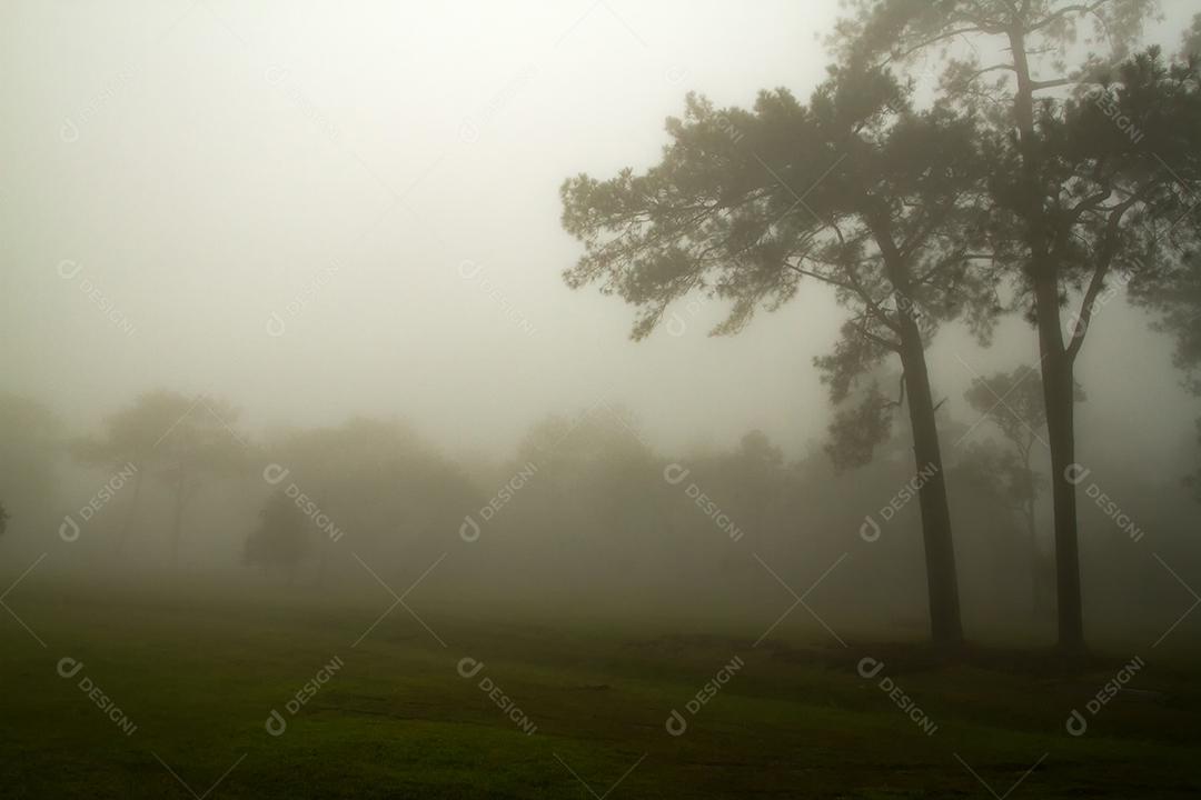 Floresta nebulosa e encosta de montanha florestada em nuvem baixa