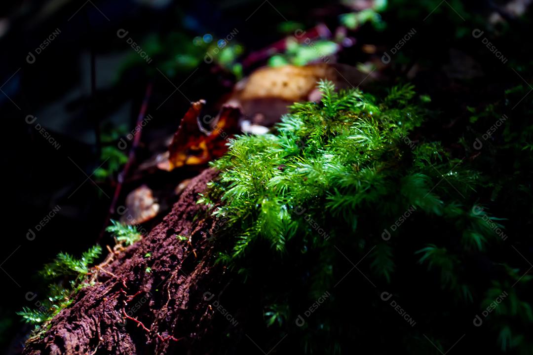 Foco embaçado e suave de samambaias e musgo na floresta.