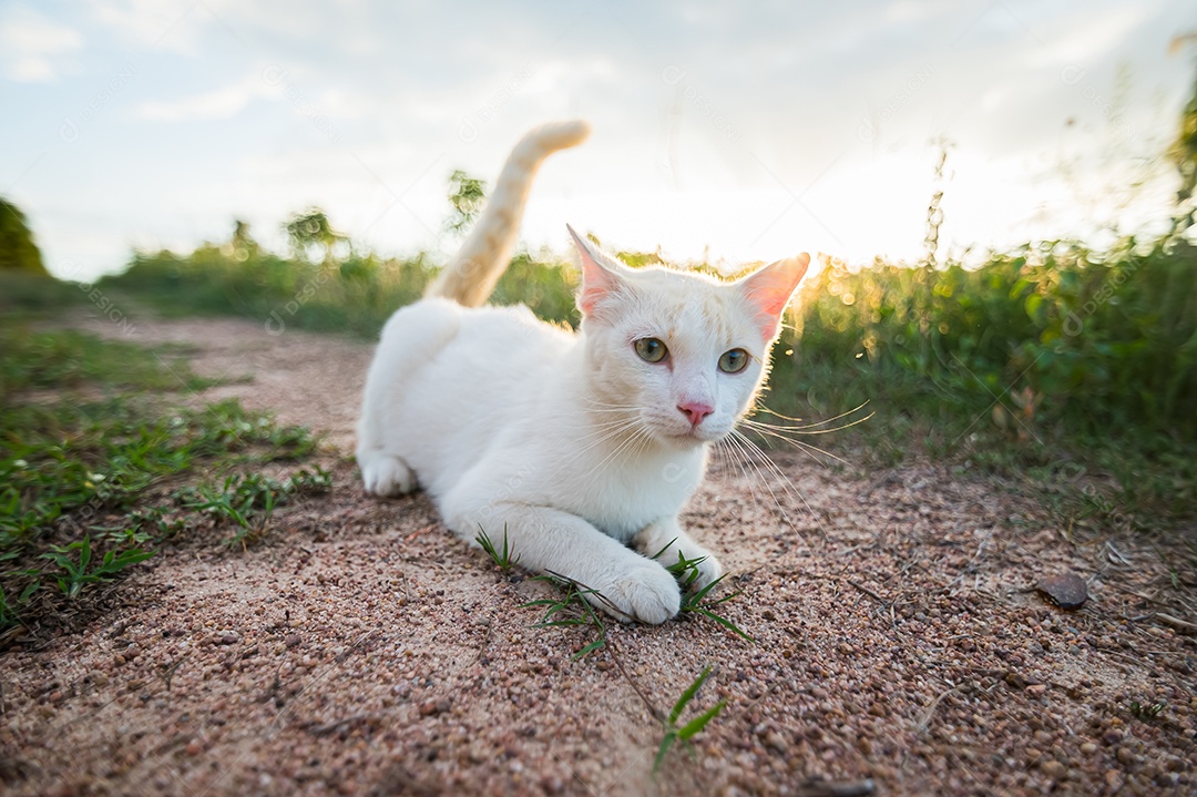 Gato branco deitado no gramado
